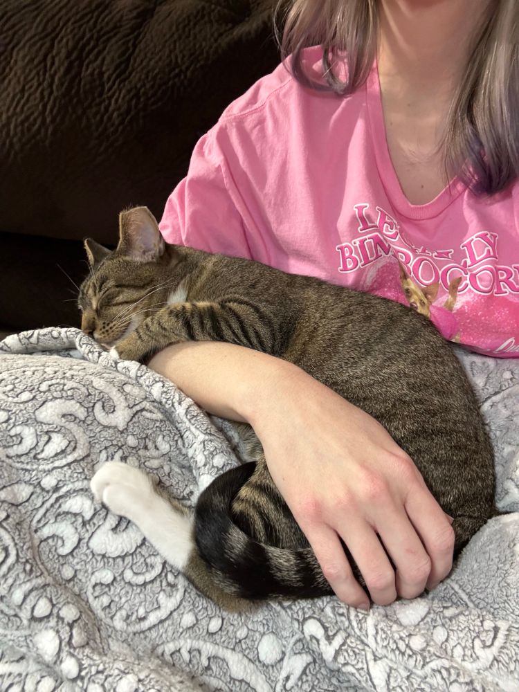 Tansy (a tabby cat with a tipped left ear and a face that always looks like she is smiling) sits on a gray blanket on a woman’s lap, curled possessively around the woman’s arm. The woman is wearing a pink shirt that reads “Legally Bimbocore” and her face is not in the shot. The pair are sitting on a brown couch, and the tabby cat is fast asleep and looks very cozy and pleased with herself.