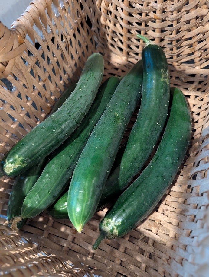 A bunch of green cucumbers sit in a wicker basket.