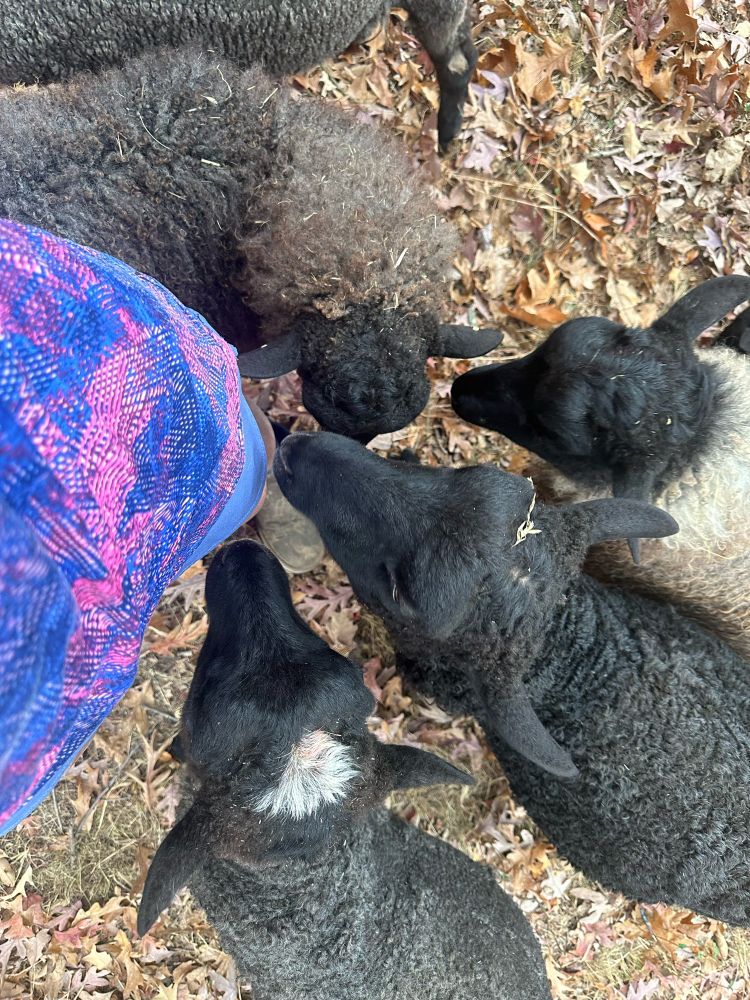 Four sheep coming to a person to get pets and treats