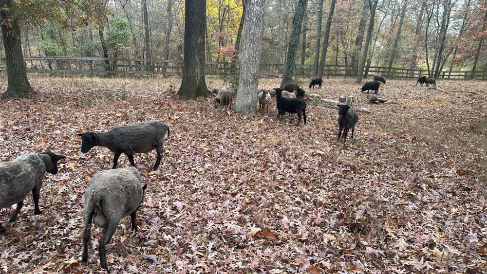 Sheep spread out in a small field covered in oak leaves