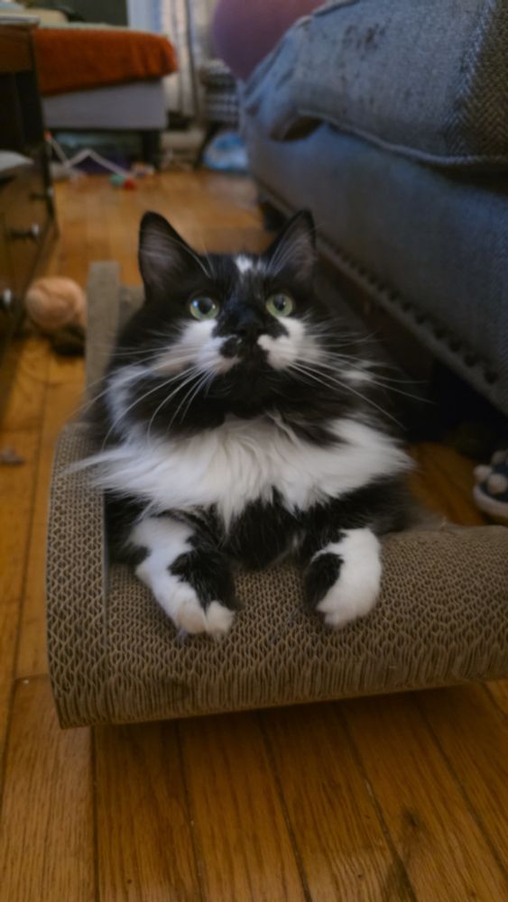 A black and white fluffy cat perches on a cardboard sofa.