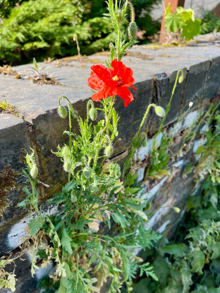 Poppy plant with one flower and many buds, growing out of a brick wall.