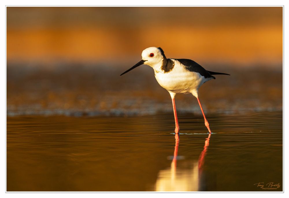 A Poaka or Pied-stilt enjoying a lovely evening on the Pāuatahanui lagoons. New Zealand