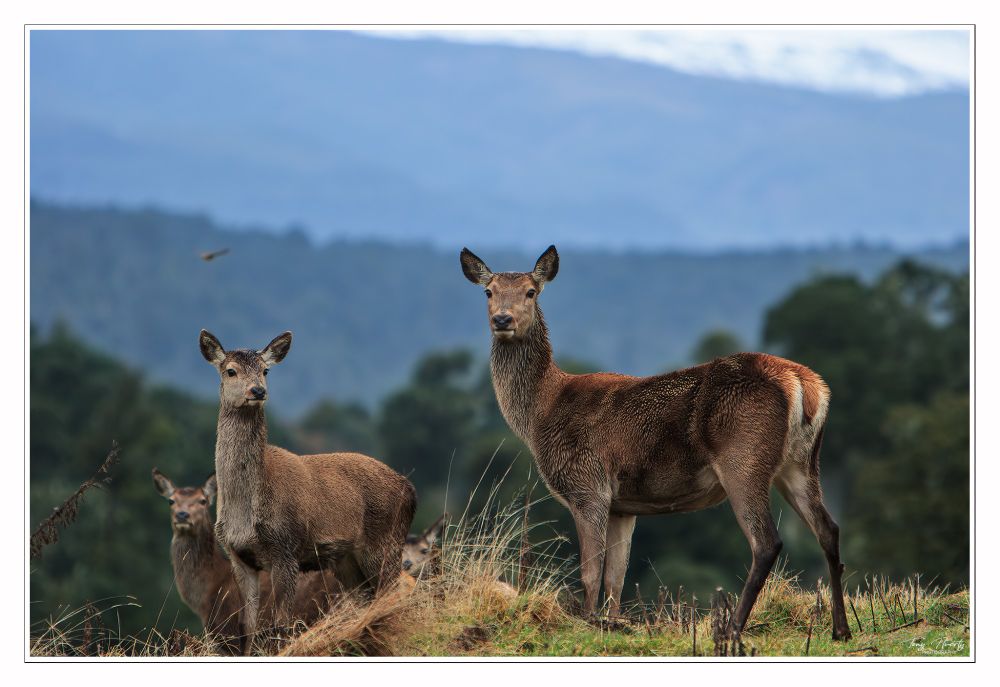 A Red deer hind and yearling.