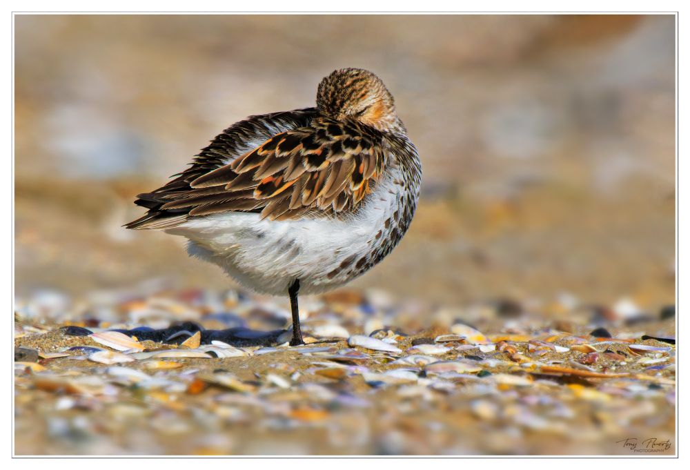 A wee Dunlin taking an afternoon nap on the beach at Baltray beach, Ireland.