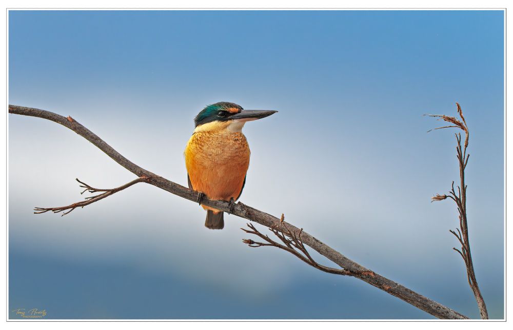 A simple portrait of a male kōtare or Sacred Kingfisher posing on dying harakeke (New Zealand flax) taken at Pāuatahanui inlet just north of Wellington, New Zealand.