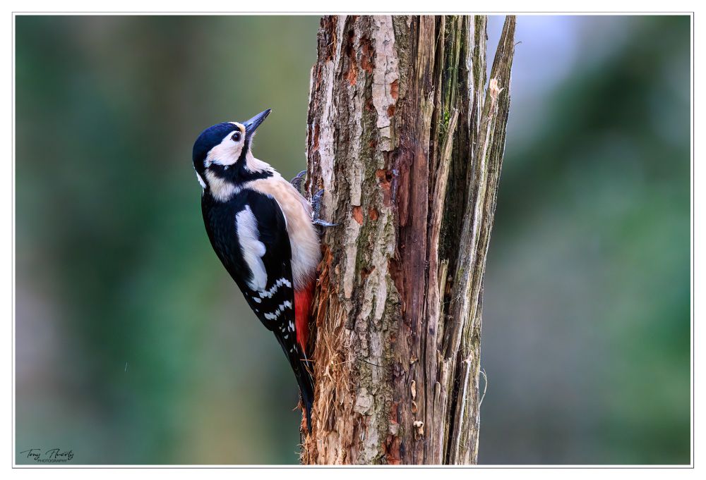 A female great-spotted Woodpecker getting set to start pecking.