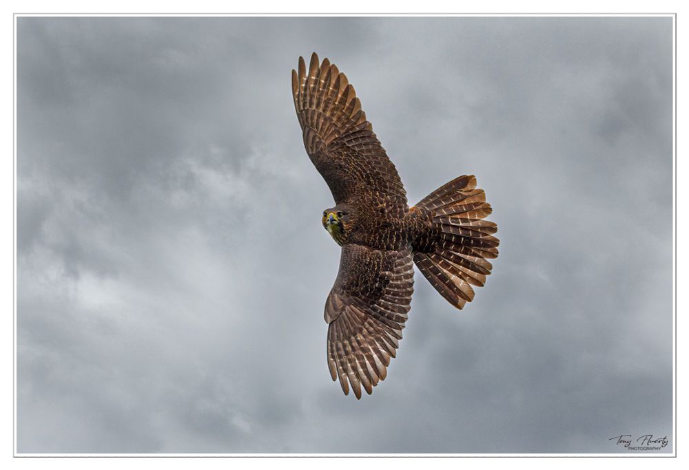 kārearea the New Zealand bush falcon.