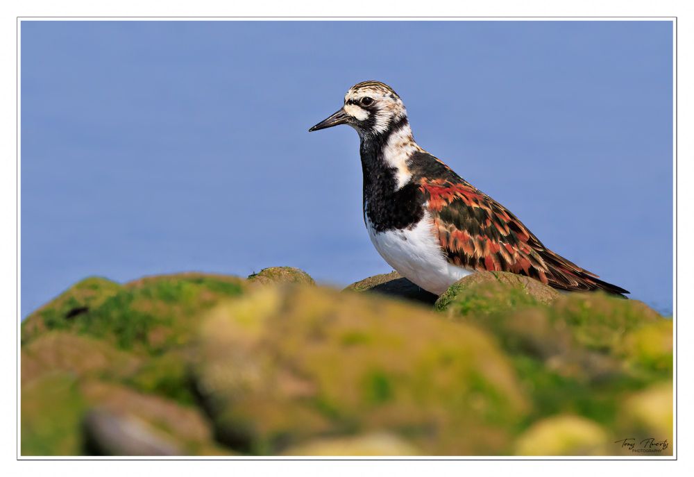A Ruddy Turnstone dressed in his finery, Baltray Beach last summer.