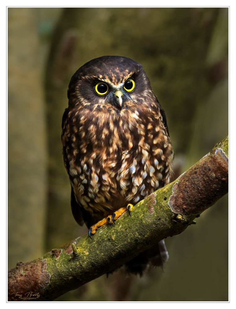 This ruru or New Zealand morepork posing quite patiently and undeterred by my presence.
