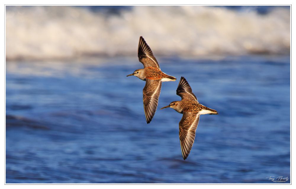 These 2 Dunlins flew past me allowing me the opportunity to photograph them in lovely light. 
