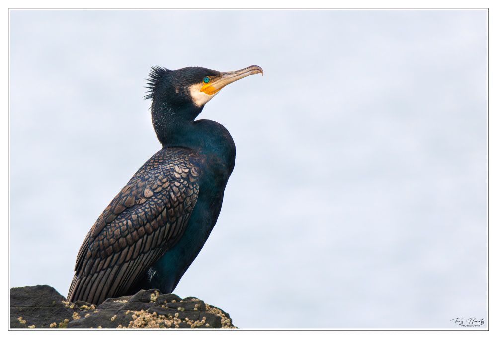 After about 4 months of being subjected to home detention due to health issues, I was able to put my camera bag on my back and accompany Rosie Fluerty on what we hope will be the start of our spring campaign. This Cormorant allowed me to approach close enough for a pretty descent photo.