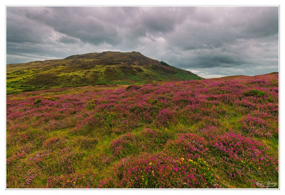 In Ireland, mountain's and heather are a match made in heaven.
