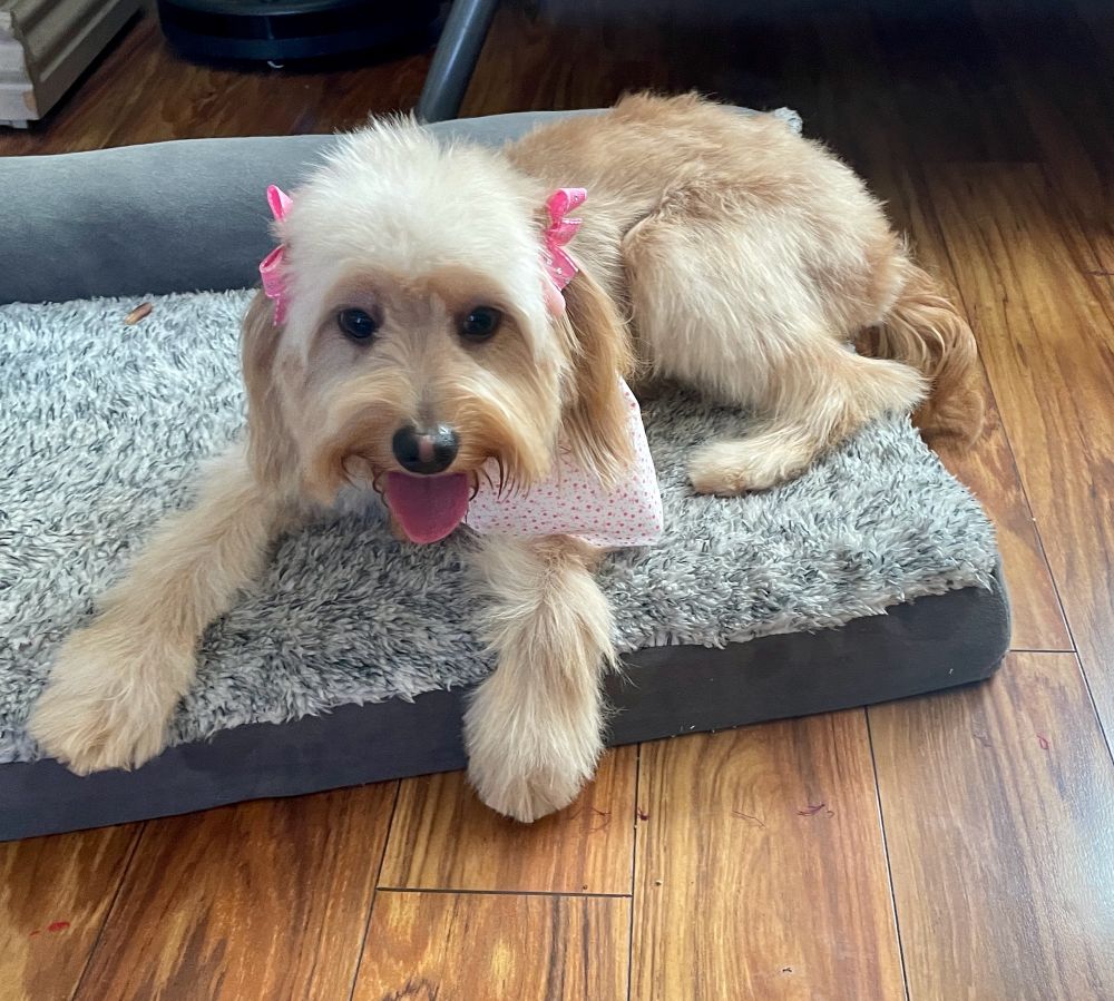 Doggie on her bed. 