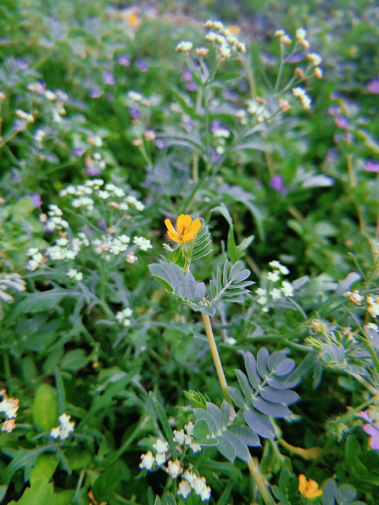 Small yellow flower amidst other purple and white flowering ground cover plants