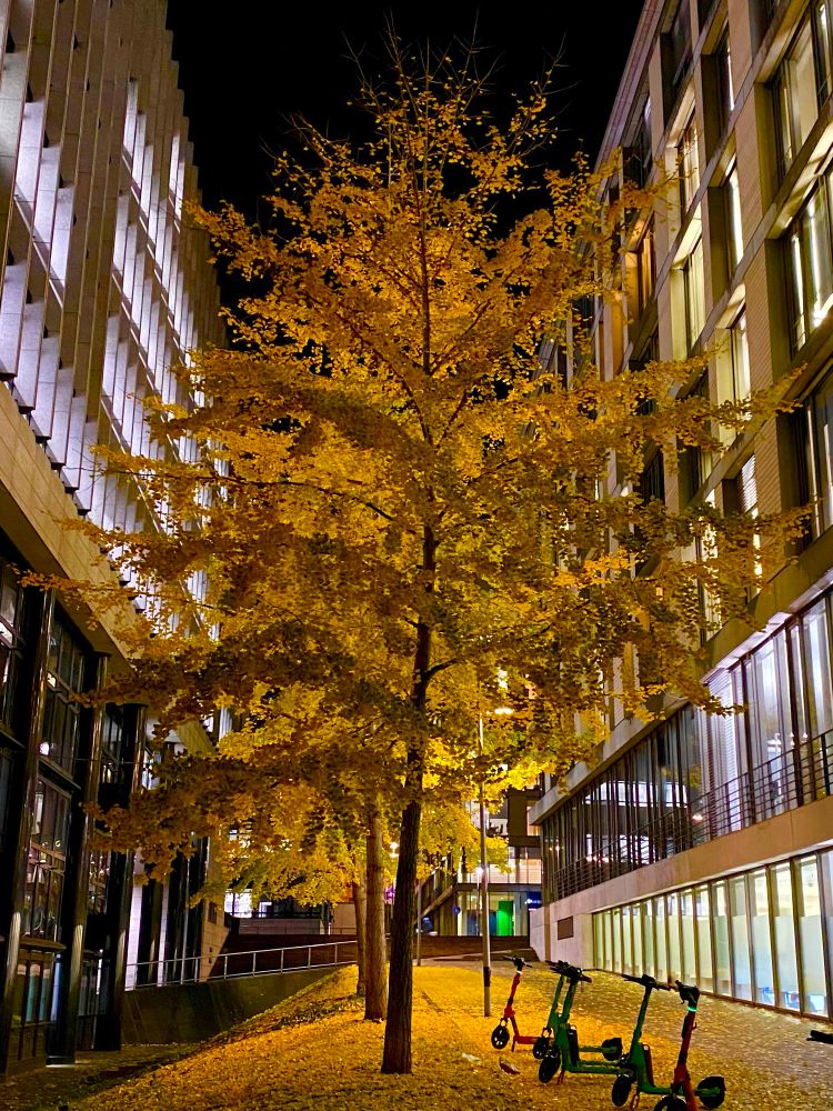 Nachtaufnahme. Eine Reihe von Ginko-Bäumen mit gelben Blättern zwischen zwei Bürogebäuden mit teilweise erleuchteten Fenstern. Zwischen den Bäumen verdeckt Straßenbeleuchtung, durch die die Bäume leuchte. Boden dicht belegt mit Blättern. Links der Bäume eine leichte Böschung, rechts ein Weg, auf dem einige E-Scooter stehen.