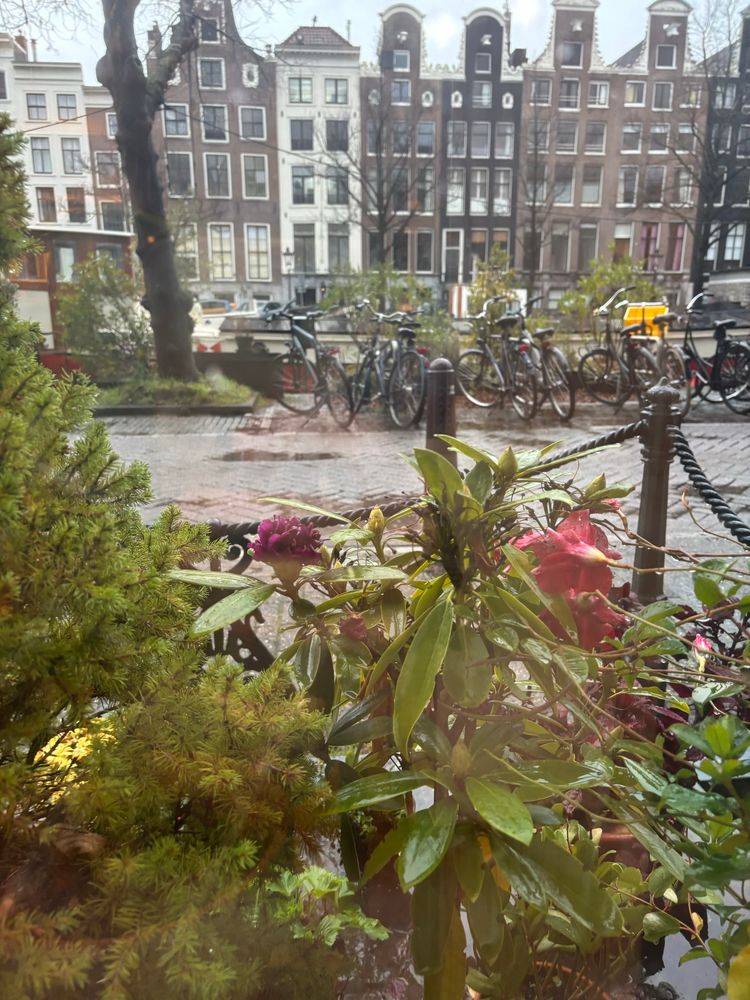 Blick über einen kleinen Tannenbaum und eine Pflanze mit roten Blüten über die schmale Straße auf Fahrräder und die alten Grachtenhäuser auf der anderen Seite der Gracht