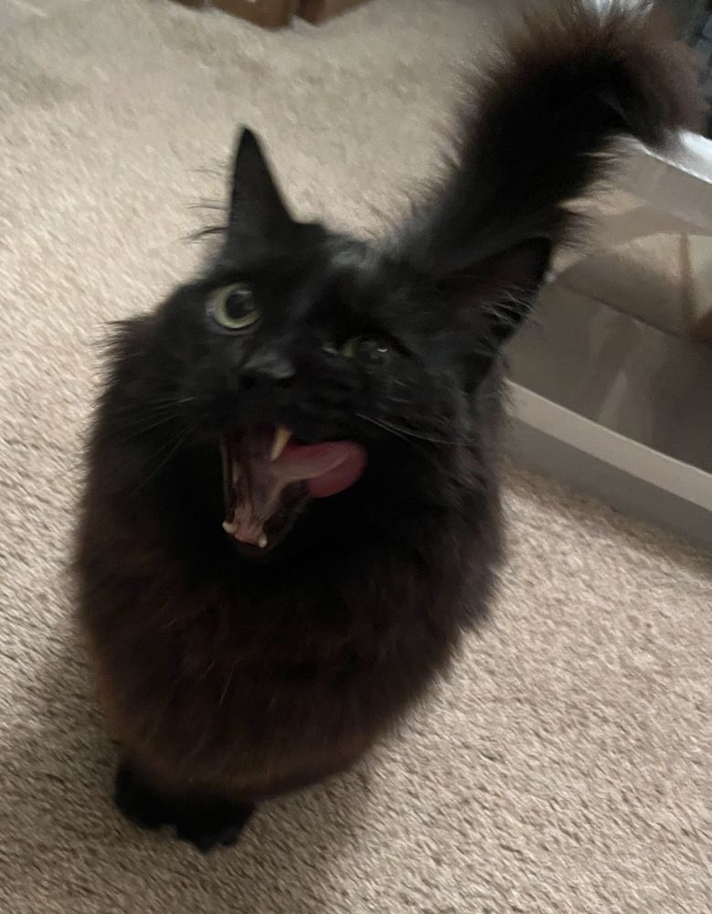 Black munchkin cat licking his lil chops.