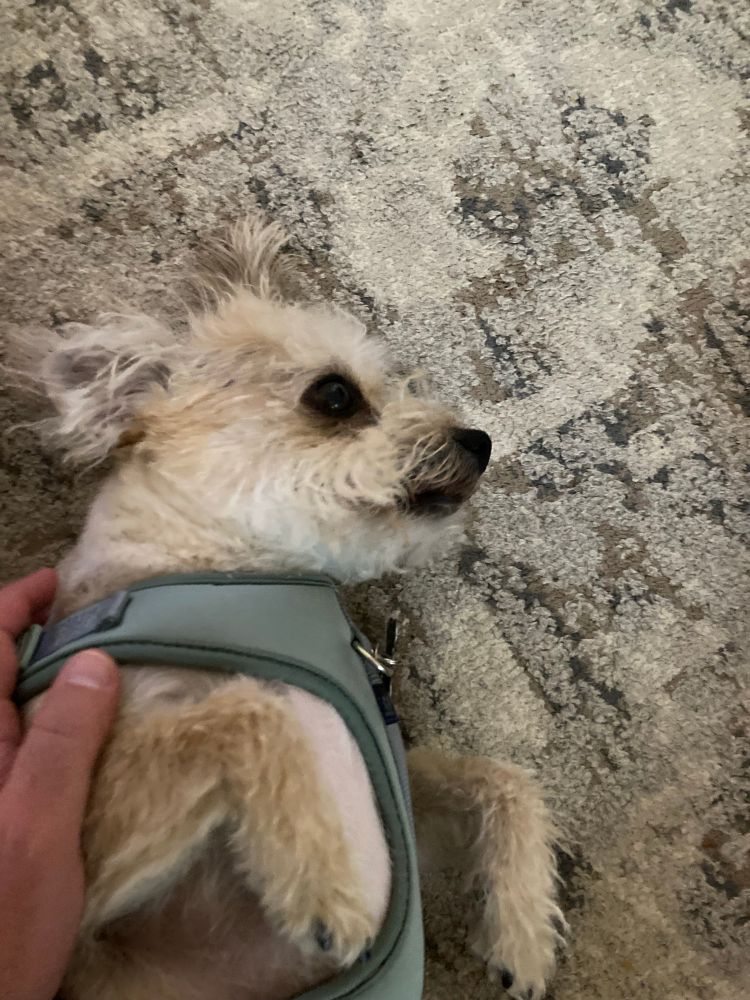 Small dog with tan fur rests and gets pet.
