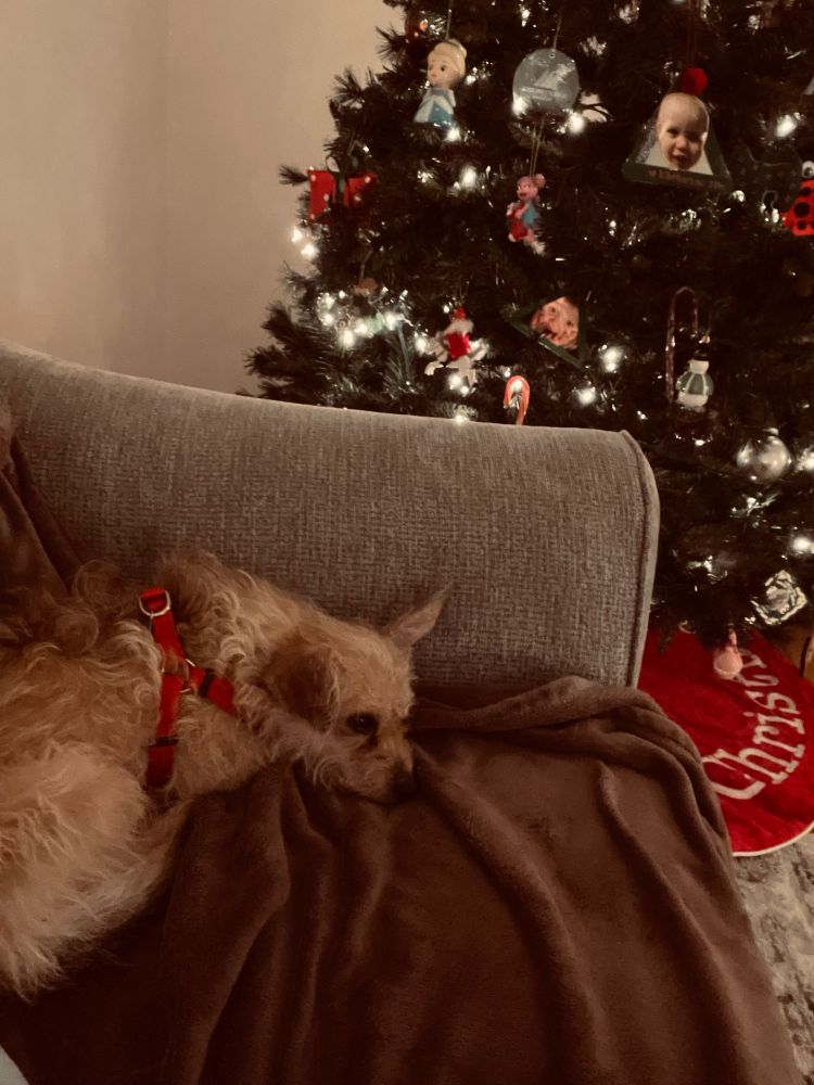 Chewy the pup resting on the couch