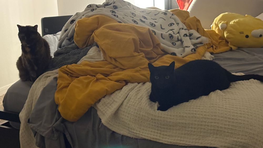 Two cats sitting on the edge of unmade bed, staring at the camera. 