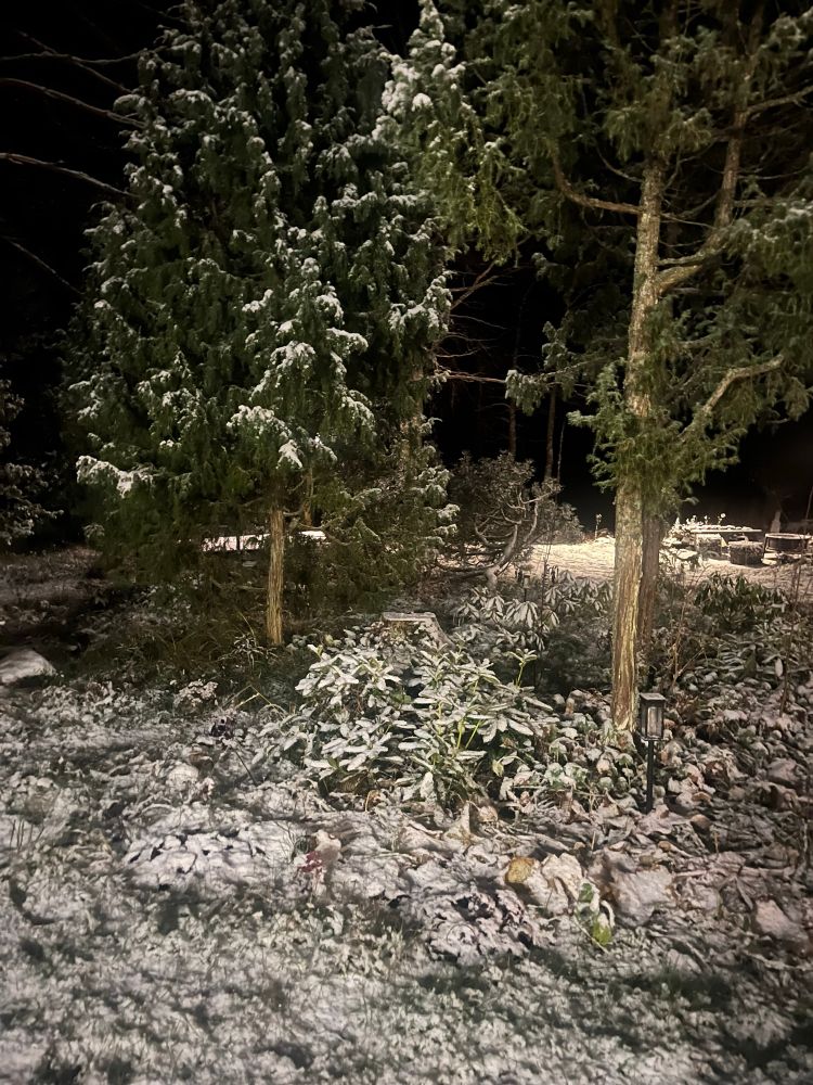 Light cover of snow on top of Rhododendrons, Junipers and other plants.