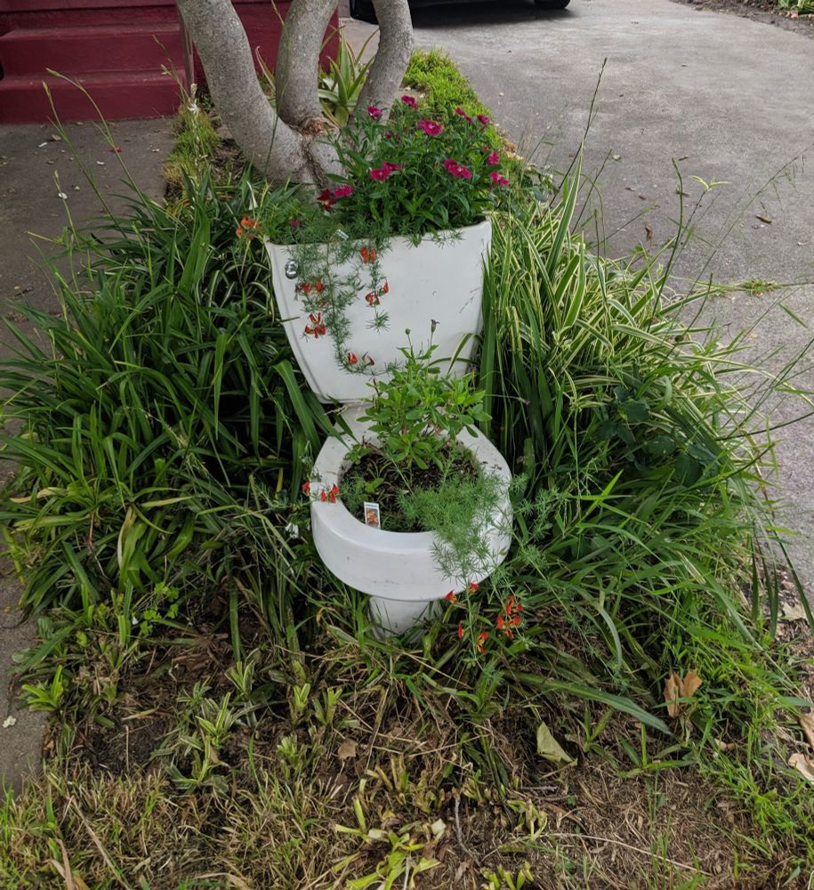 Outside toilet, flowers planted in both the bowl and tank