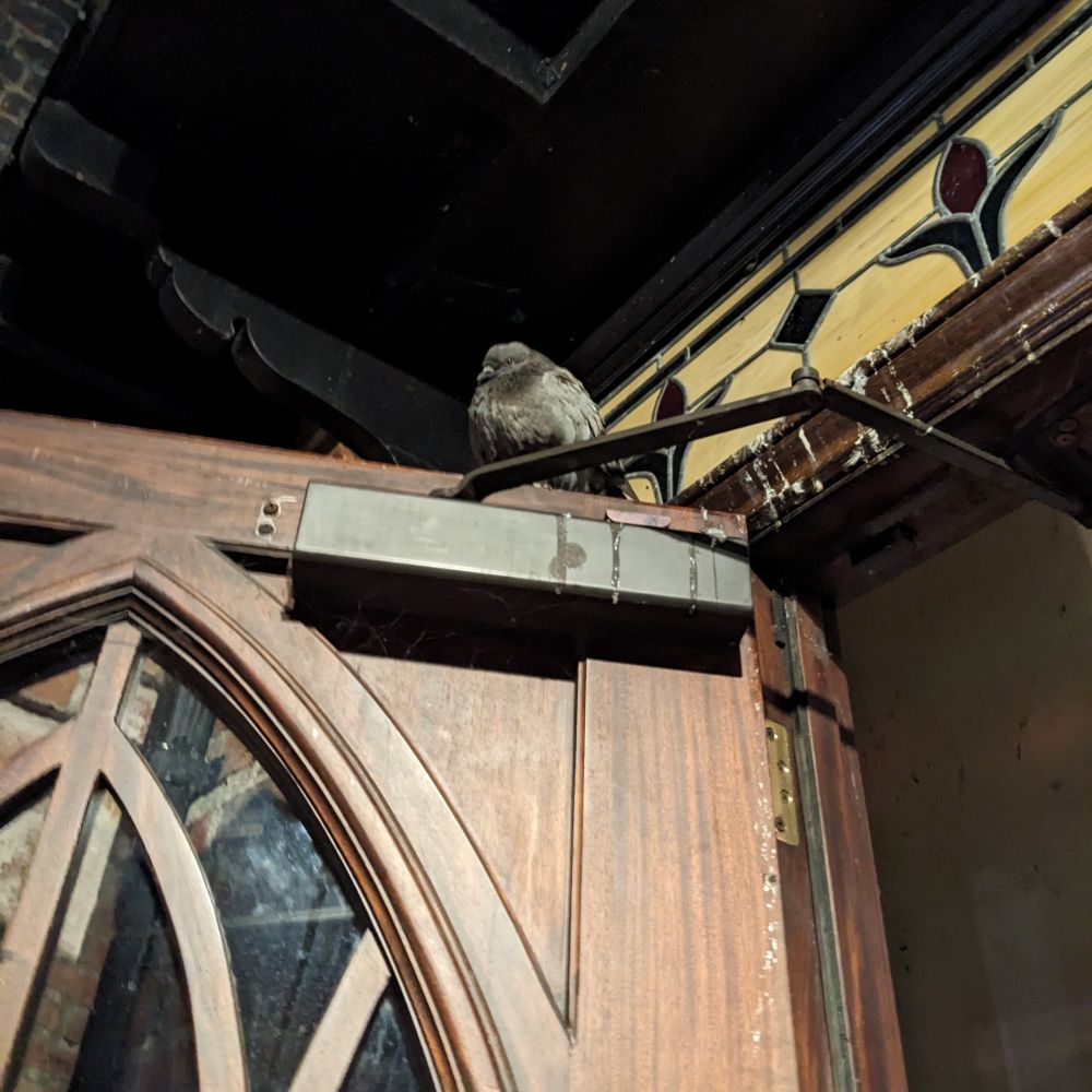 The top of an open door, with a plump, fluffed-up pigeon sitting atop it.