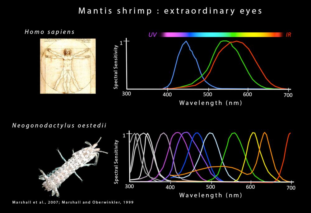 an image of two wavelength diagrams showing that while humans have 3 color receptors in our eyes centered around red, green, and blue, mantis shrimp have 13 of them, apparently giving them both more precision to differentiate, and the ability to see outside our visible spectrum