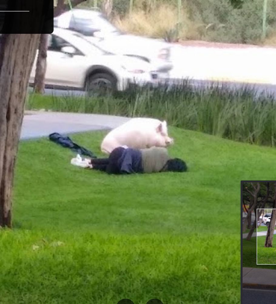 a pig sitting next to a sleeping person in a bank of grass next to a road