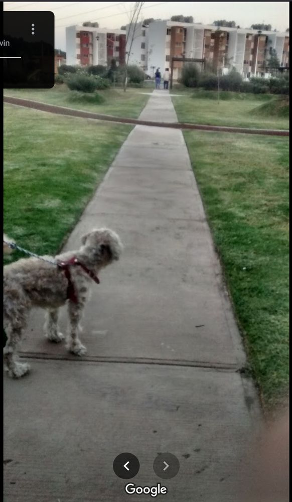 a thin curly-haired dog looks towards an apartment complex on an overcast day.  the image feels strangely overcast, grimey, and glowing