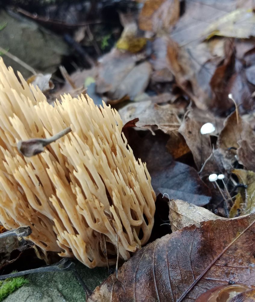 Artomyces pyxidatus