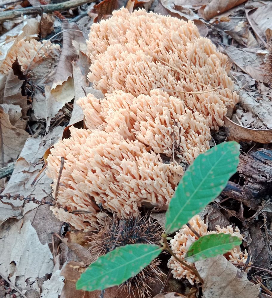 Ramaria formosa