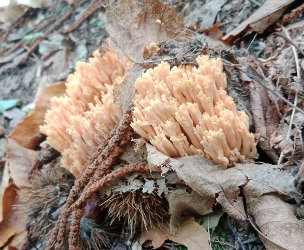 Ramaria formosa