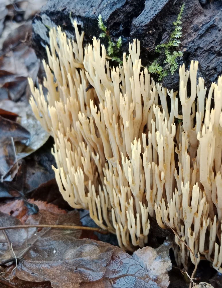 Artomyces pyxidatus