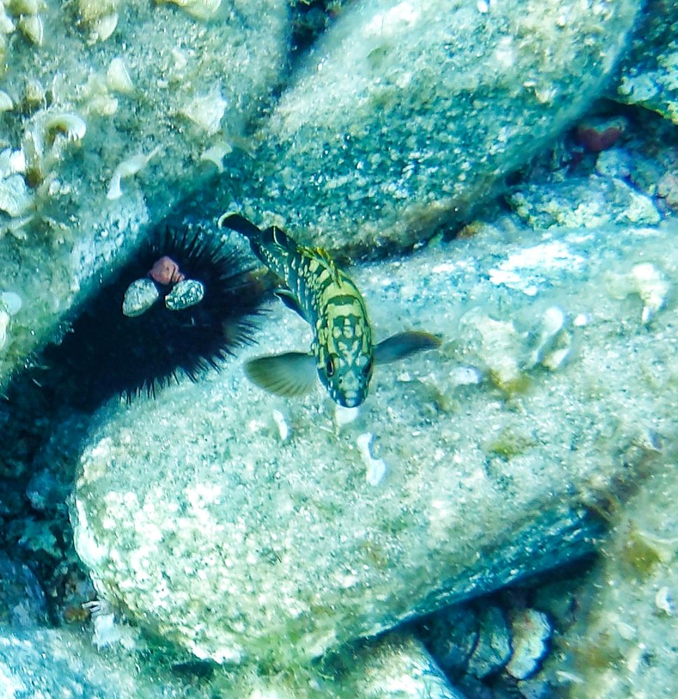 Some Epinephelus marginatus looking at you 