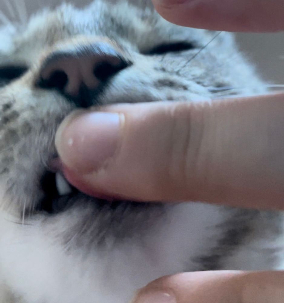 tabby cat sucking and biting human’s fingers