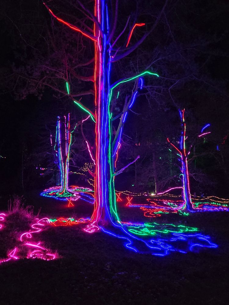 3 trees covered in strings of neon lights.