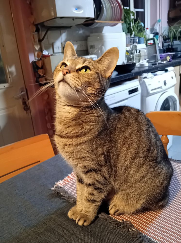 A tabby cat looking upwards with an expression of anticipation.