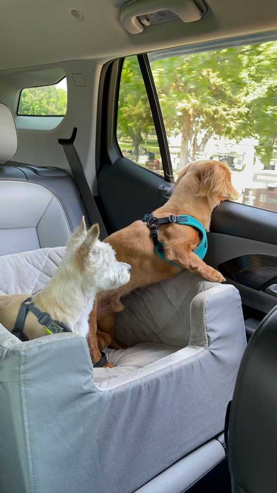 Two dogs in a car seat, with one standing at attention and looking over at the window, the other sitting up to look out the window