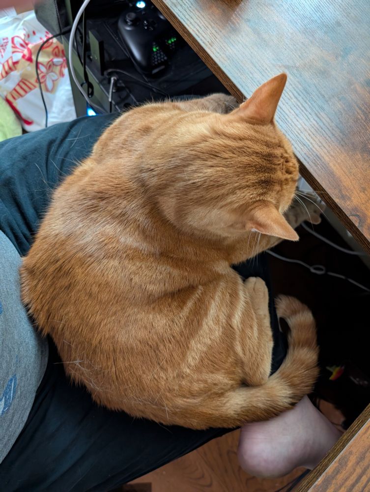 Pugsley, big ginger cat, sitting on my lap at my desk