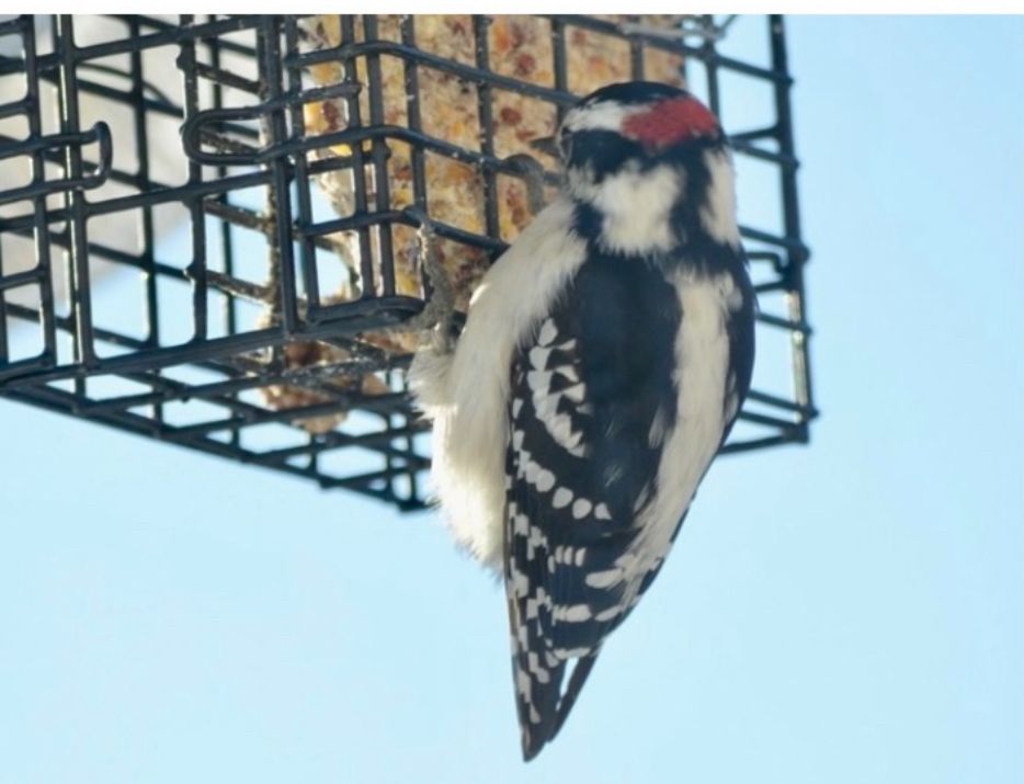 Small woodpecker at feeder. 