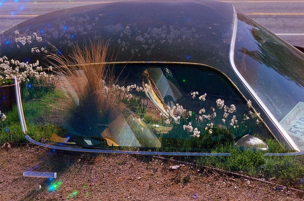 Double exposure photo of a black car overlaid with plants that look like they’re coming out of the passenger window.