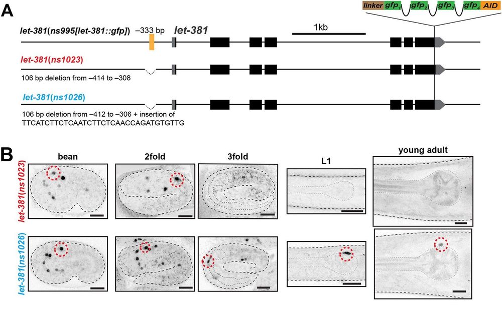 Fig. 2. A let-381 autoregulatory motif is required to maintain LET-381 expression in the HMC. (A) Schematics showing details of let-381 autoregulatory motif deletion mutant alleles. Both alleles remove a sequence containing the let-381 autoregulatory motif (yellow line), located at −333 bp from the ATG, but let-381(ns1026) also has an insertion. (B) Images of let-381::gfp shown for bean, 2-fold and 3-fold embryonic stages, L1 larva and young adults for each genotype. The let-381(ns1023) allele (upper panel row) affects maintenance of let-381::gfp expression in both HMC and GLR glia. let-381(ns1026) (lower panel row) affects maintenance only in GLR glia. Anterior is left, dorsal is up. Red dashed lines indicate the HMC nucleus. Gray dashed lines outline the animal and the pharynx. Scale bars: 10 μm.