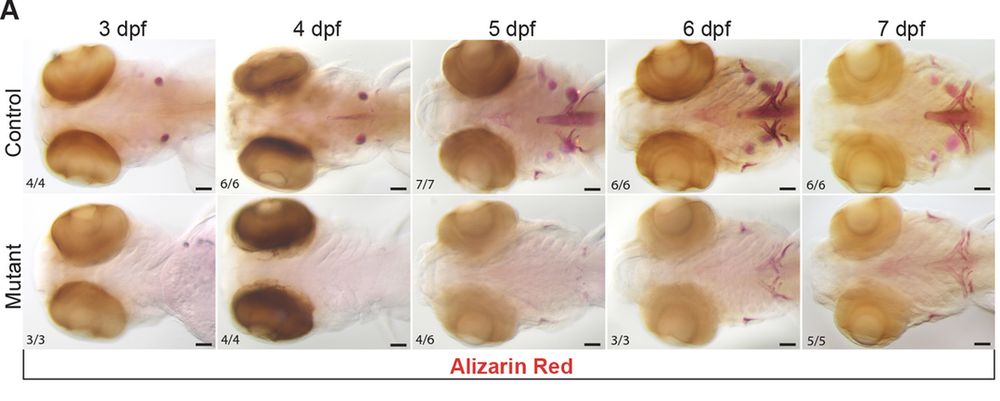 Figure 1 (A) Example images illustrating a major delay in initiation of bone mineralization in sox10 mutants between 3 and 7 dpf revealed by Alizarin Red staining. Some mineralization is present by 5 dpf but never achieves control levels before lethality at 8 dpf. 