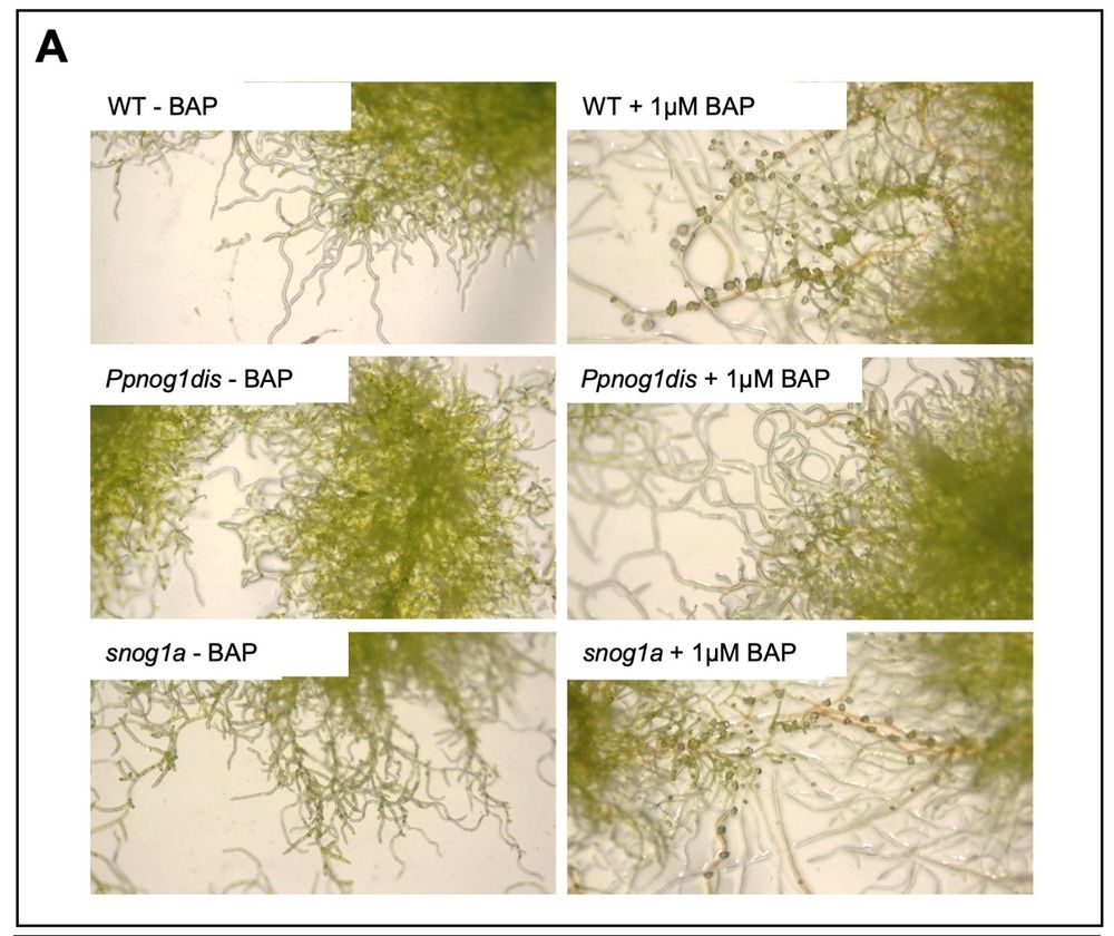 Fig. 2. The snog1a mutant is cytokinin responsive. (A) Representative images of wild-type (WT), nog1dis and snog1a plants cultured in the presence or absence of the cytokinin analogue 6-benzylaminopurine (BAP). 
