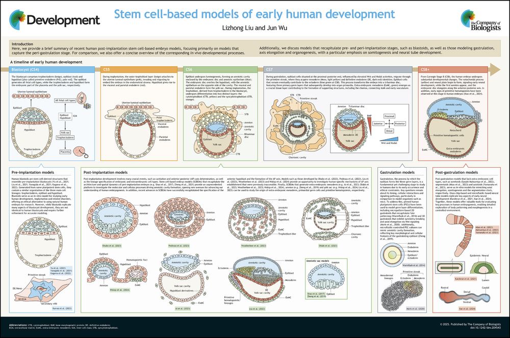 Poster titled Stem cell-based models of early human development