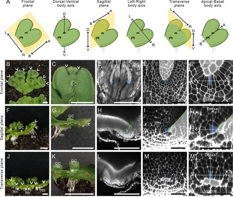Figure 1 The anatomy of the mature M. polymorpha meristem is bilaterally symmetrical.