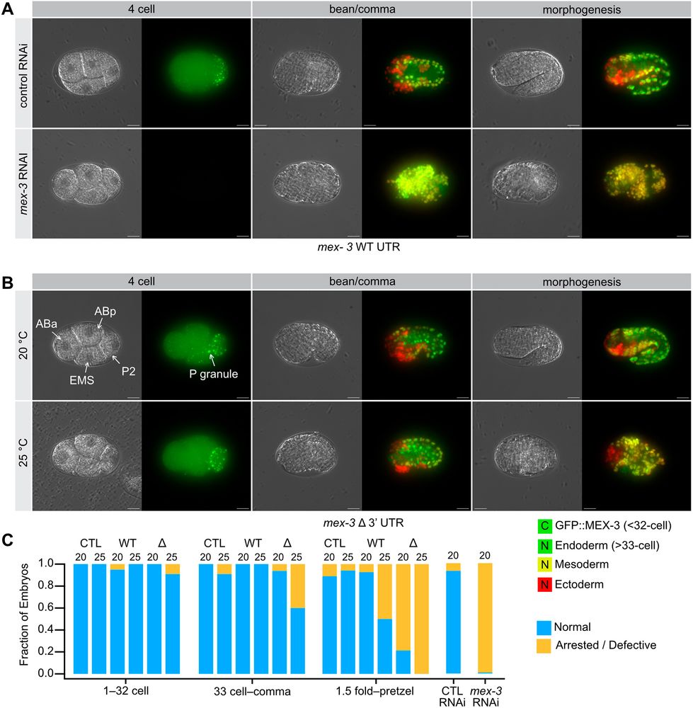 Figure 5: Germ layer patterning defects in the mex-3 Δ3′UTR mutant. (A) mex-3 RNAi results in dead embryos with a large expansion of muscle lineage cells (mesoderm, yellow). Control animals develop normally, with all three germ layers present and appropriately patterned. Cytoplasmic (C) green represents GFP::MEX-3 protein, nuclear (N) green indicates endoderm, nuclear (N) yellow indicates mesoderm and nuclear (N) red indicates ectoderm. (B) At elevated temperature, the mex-3 Δ3′UTR mutants form all three germ layers, but patterning appears defective with a moderate expansion of muscle lineage cells (yellow). (C) Fraction of embryos that appear normal versus abnormal binned as in Fig. 4. The genotype and the temperature of growth are shown. CTL is a control for the germ layer background (strain OD1854). All sample sizes and statistical test outcomes are listed in Table S3. Scale bars: 10 μm.