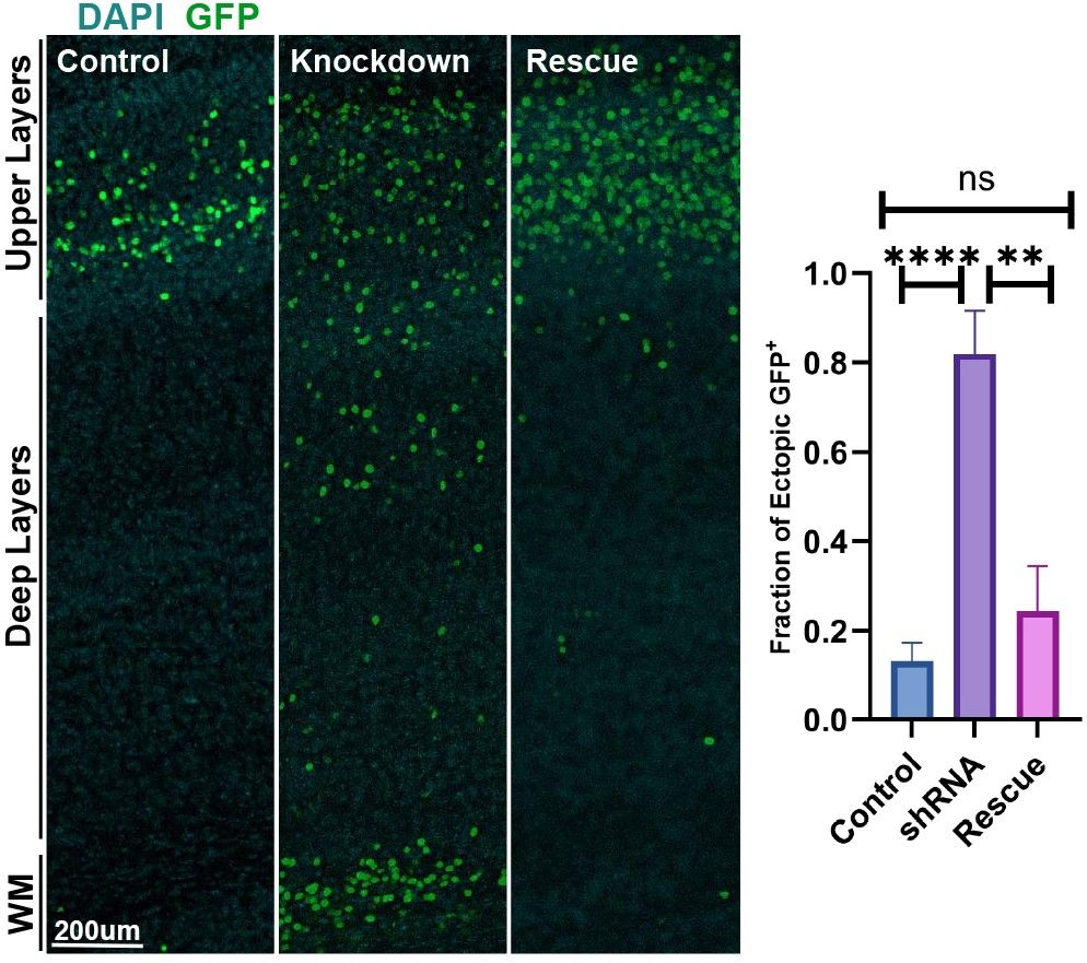 Figure 1 - CtBP1/2 interact with PRDM16 and control neuronal migration; Panel E - IUE of Ctbp1/2 shRNAs at E14.5 followed by the analysis of neuronal migration at P5 indicates a significant increase of GFP+ cells in deep layers and adjacent to the white matter (WM) in comparison to controls. In the rescue condition, Ctbp1/2 shRNAs were co-electroporated with plasmids carrying the shRNA-resistant coding sequences of Ctbp1/2, resulting in a significant decrease of ectopic GFP+ cells in deep layers. Data represent mean+s.d. **P<0.01, ****P<0.001 (unpaired Student's t-test). ns, not significant.